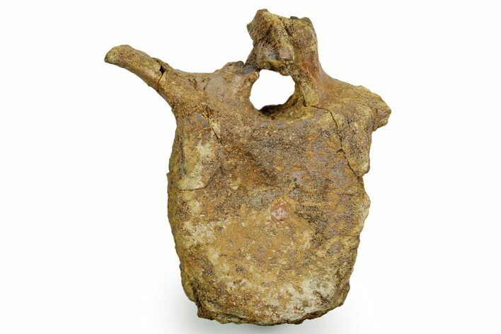 Hadrosaur (Edmontosaurus) Anterior Caudal Vertebra - Wyoming #371509
